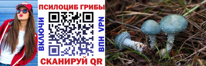 Купить где  Чебаркуль  Галлюциногенные грибы Psilocybe 